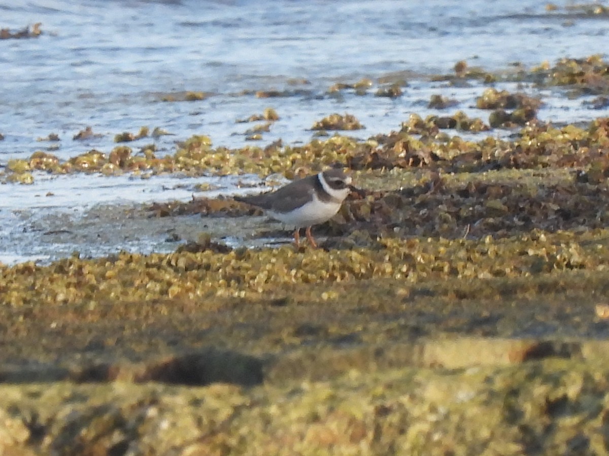 Common Ringed Plover - ML403388731