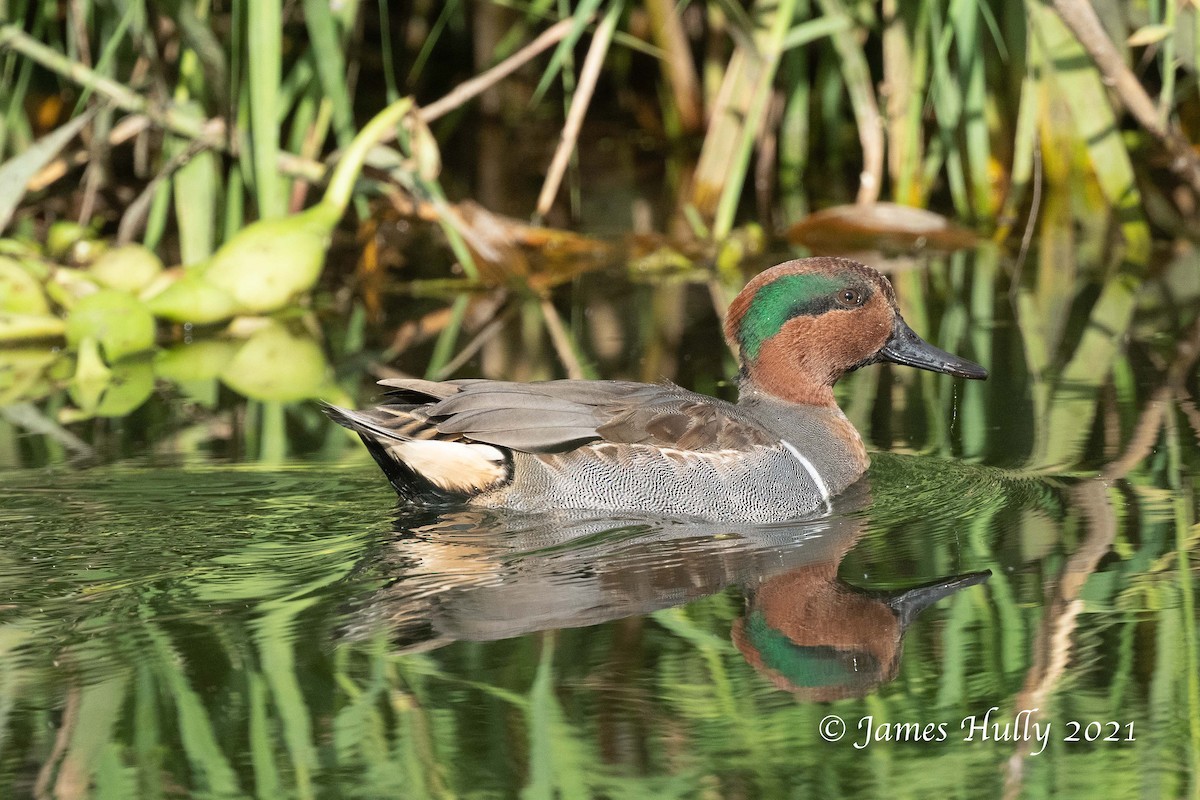 Green-winged Teal - ML403395331
