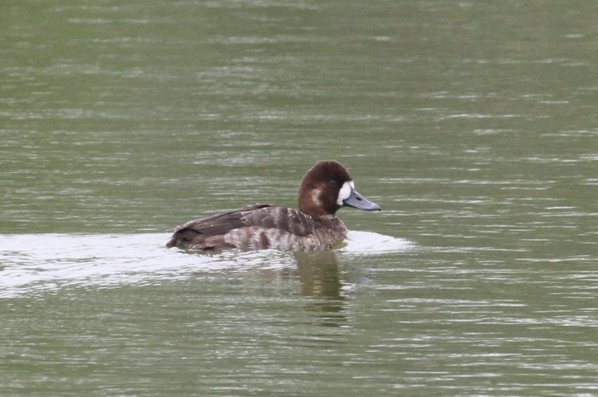 Greater Scaup - ML403401261