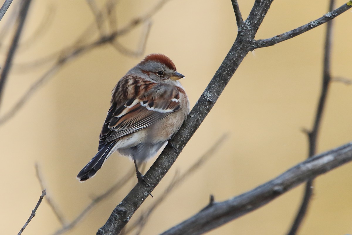 American Tree Sparrow - ML403404821