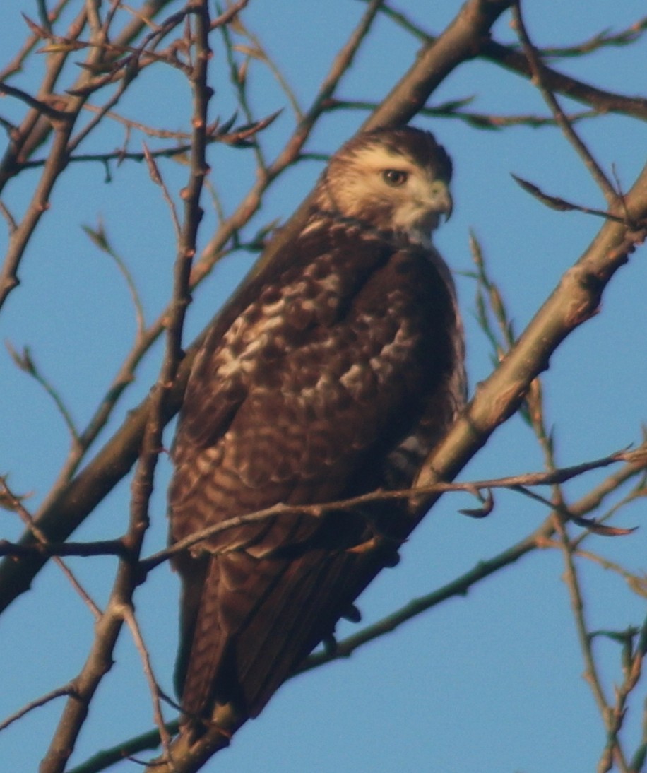 Red-tailed Hawk - ML40340801