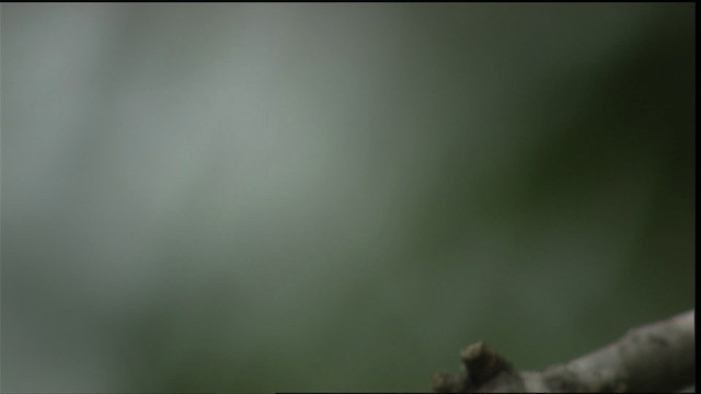 Yukatan Kolibrisi (cerviniventris/chalconota) - ML403409