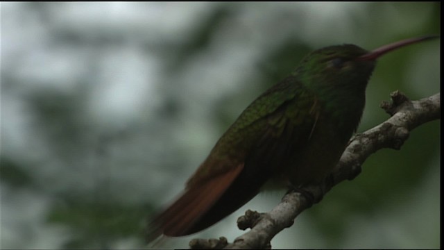 Yukatan Kolibrisi (cerviniventris/chalconota) - ML403410