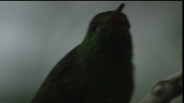 kolibřík yukatanský (ssp. cerviniventris/chalconota) - ML403413