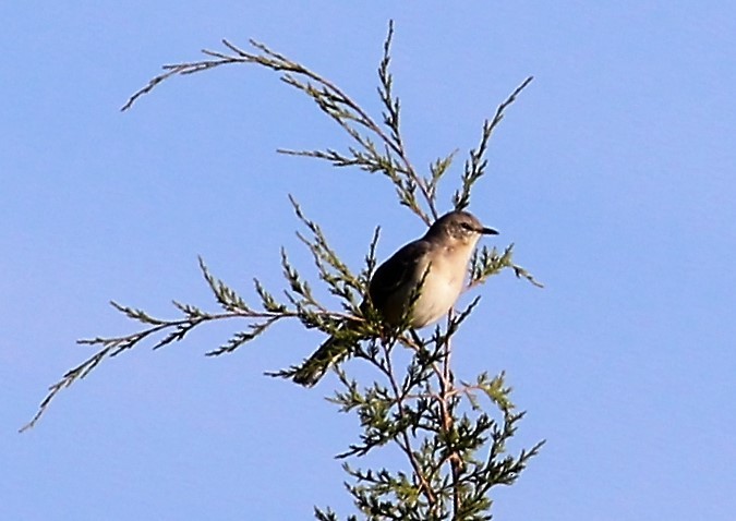 Northern Mockingbird - Lila Gandy