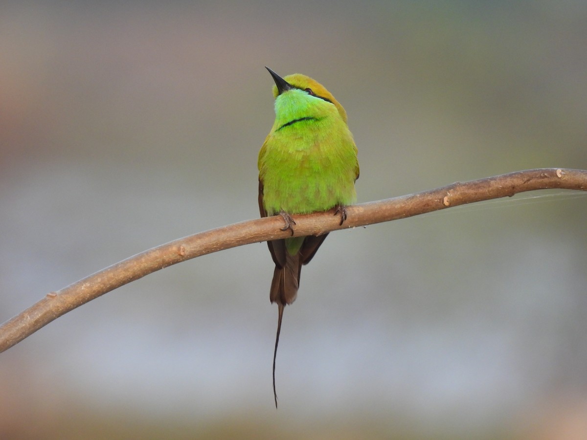 Asian Green Bee-eater - ML403414761