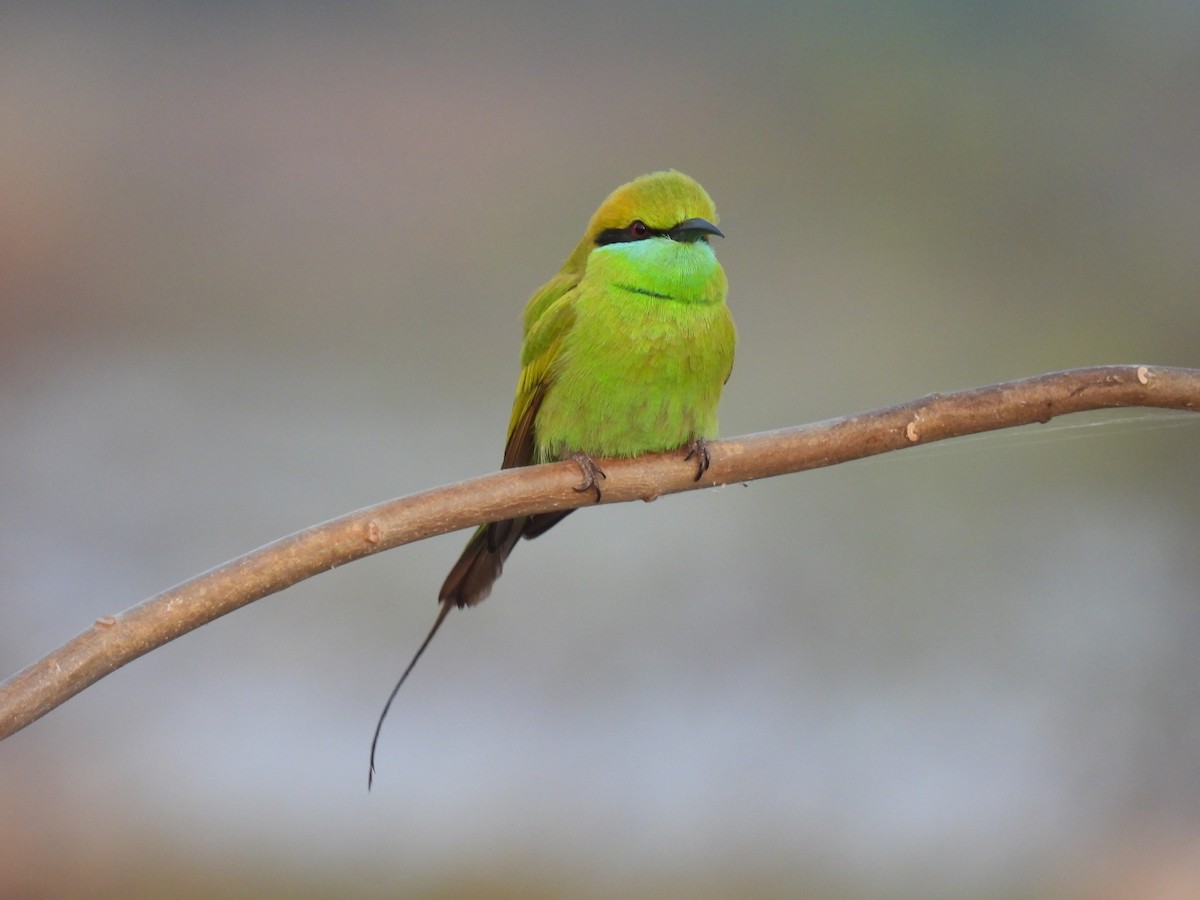 Asian Green Bee-eater - ML403414781