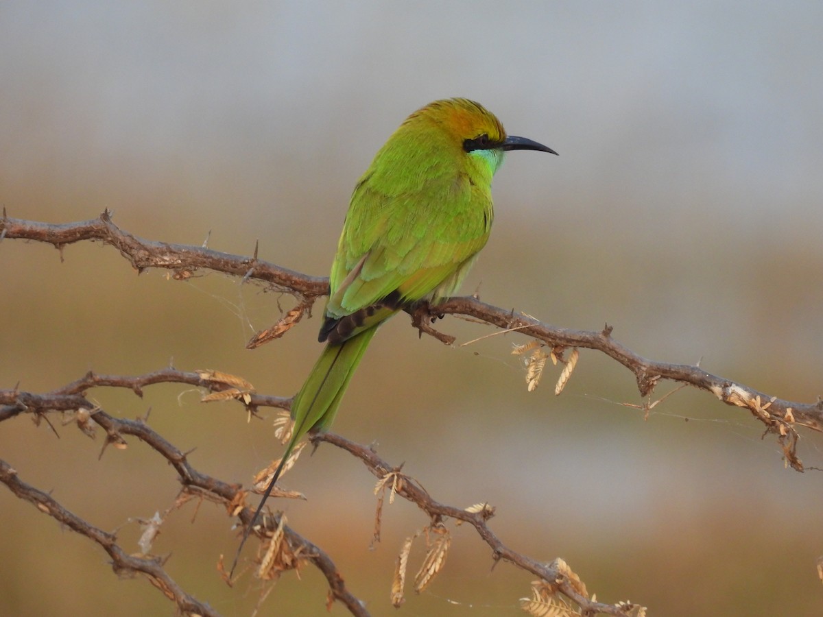 Asian Green Bee-eater - ML403414821