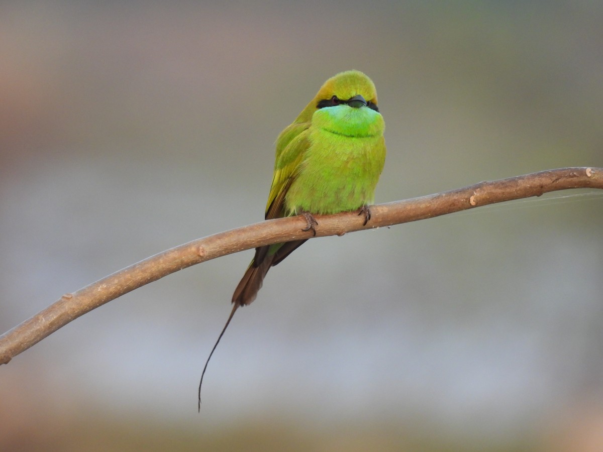 Asian Green Bee-eater - ML403414901