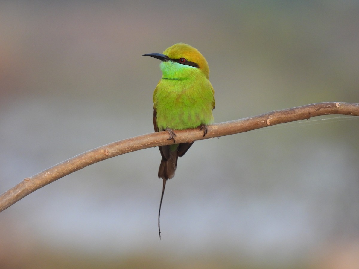 Asian Green Bee-eater - ML403414931