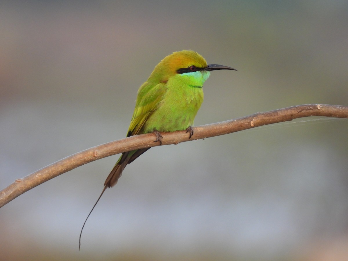 Asian Green Bee-eater - ML403415091