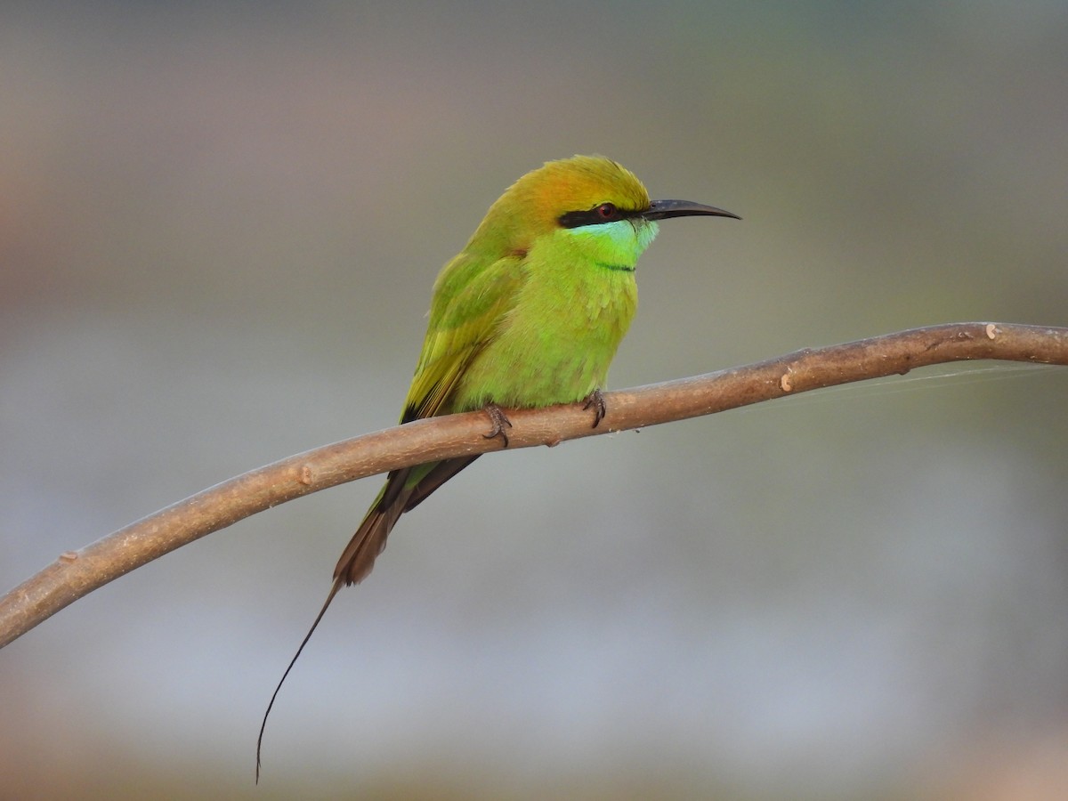 Asian Green Bee-eater - ML403415211