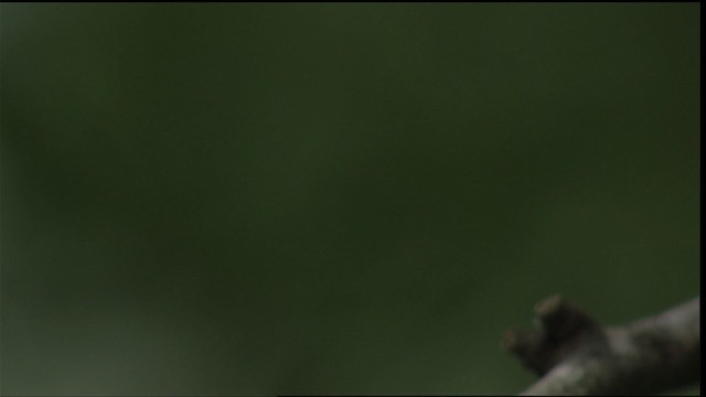 Юкатанская амазилия (cerviniventris/chalconota) - ML403416