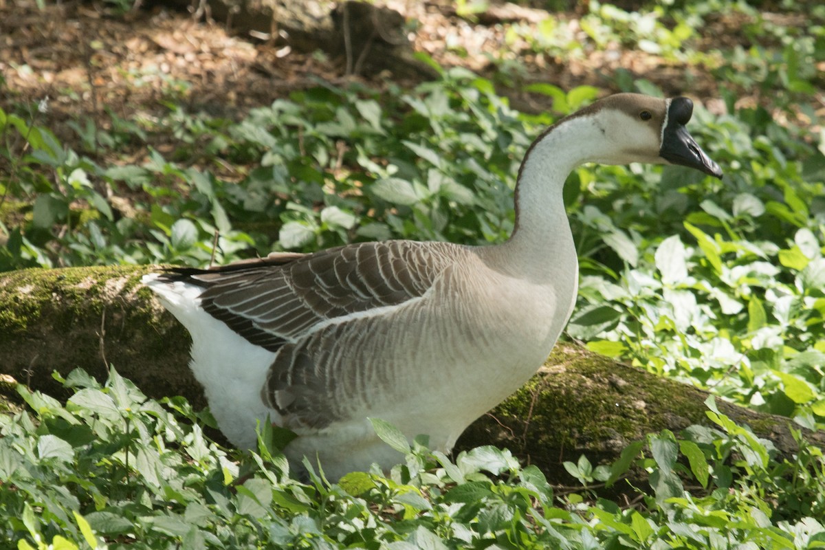 Swan Goose (Domestic type) - ML40341861