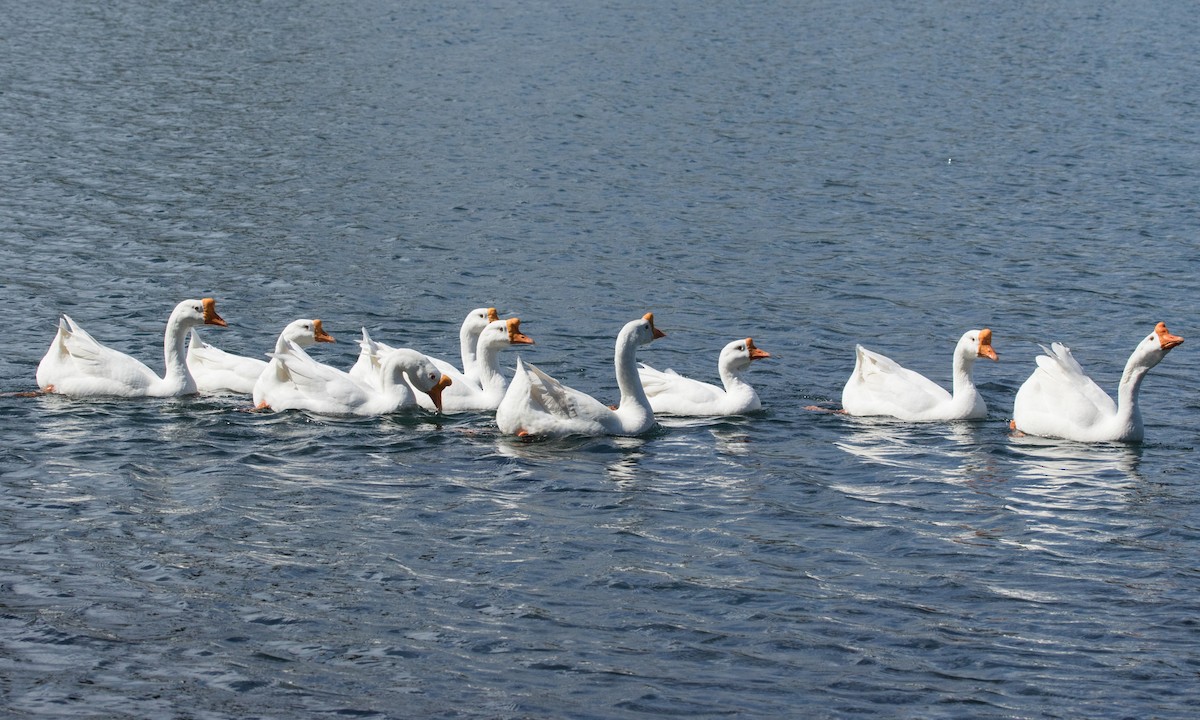 Swan Goose (Domestic type) - ML40341871