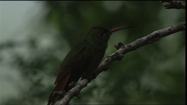 kolibřík yukatanský (ssp. cerviniventris/chalconota) - ML403419