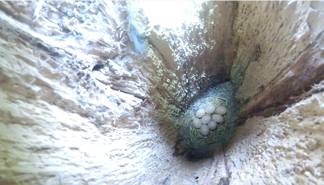 Nest with eggs; June, Quebec, Canada. - Northern Flicker - 