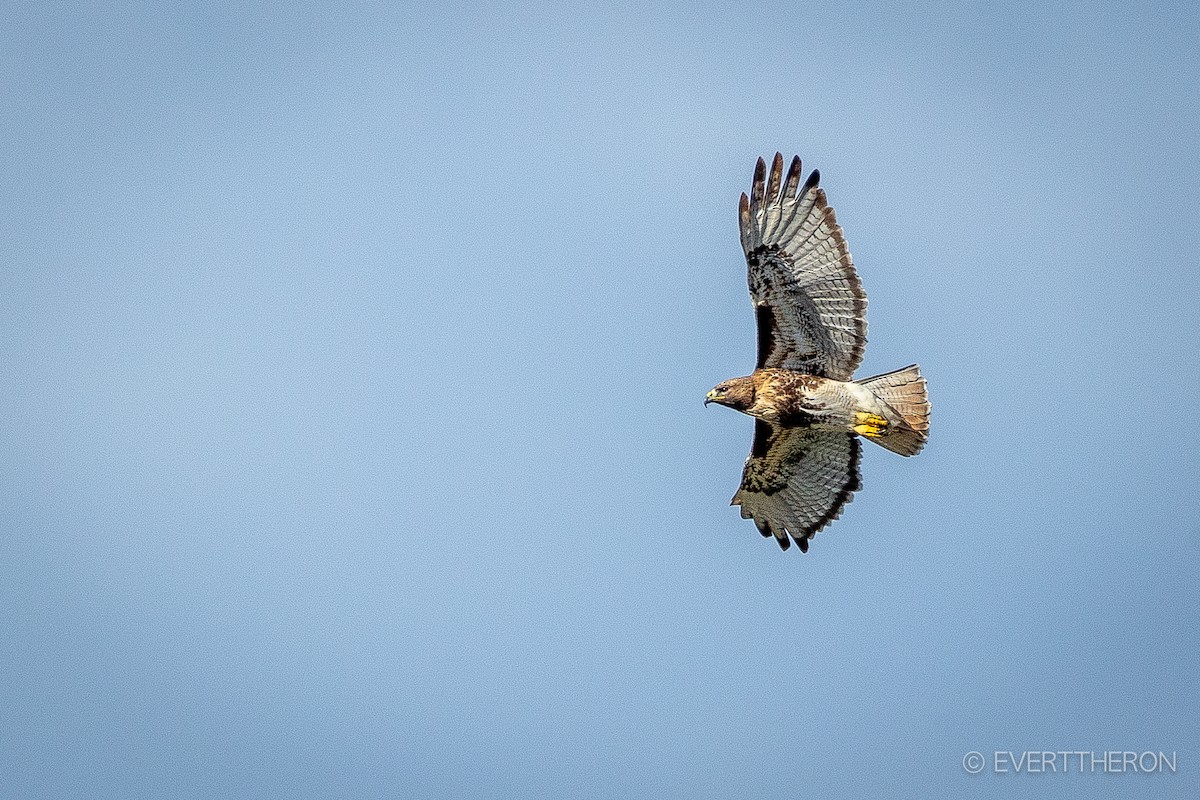 Red-tailed Hawk - ML403430791
