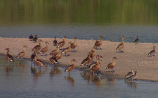 Fulvous Whistling-Duck, ML403431371
