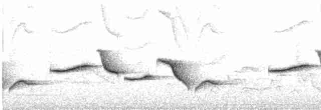 Spot-breasted Wren - ML403431681