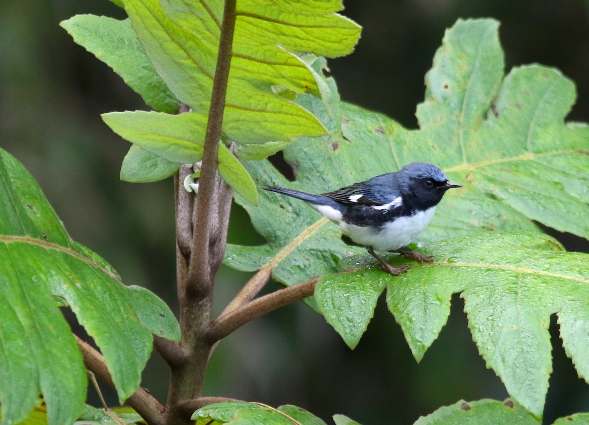 Black-throated Blue Warbler - ML403435831