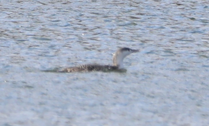Red-throated Loon - ML403437361