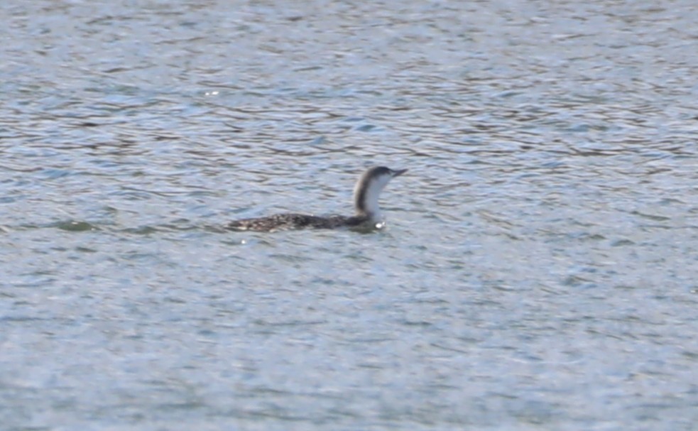 Red-throated Loon - ML403437371