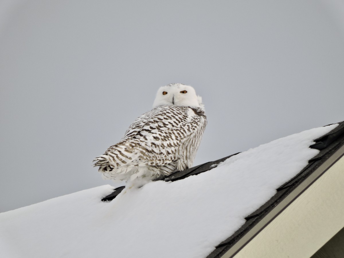Snowy Owl - ML403442281