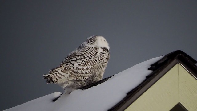 Snowy Owl - ML403442351