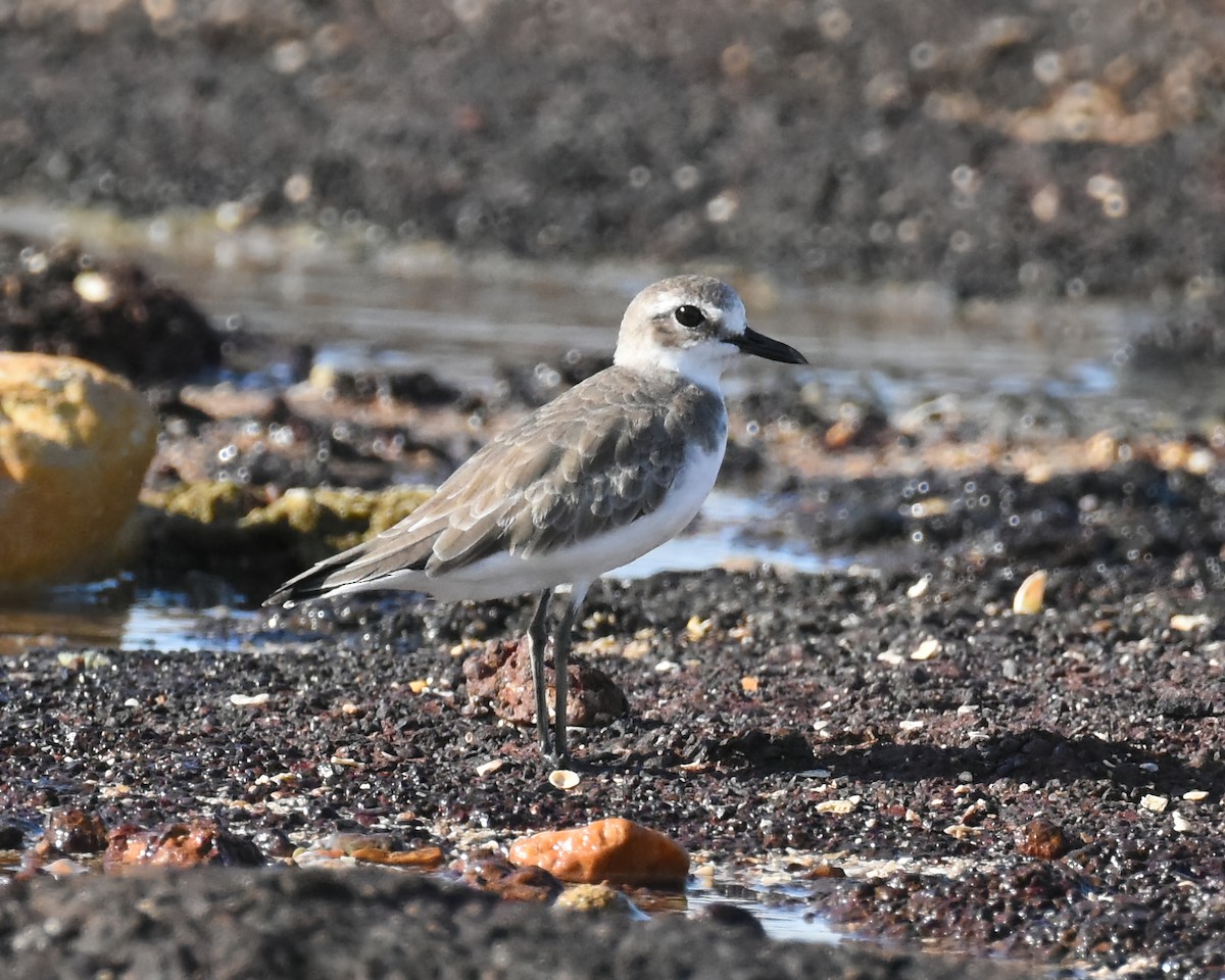 Greater Sand-Plover - Frank Lin