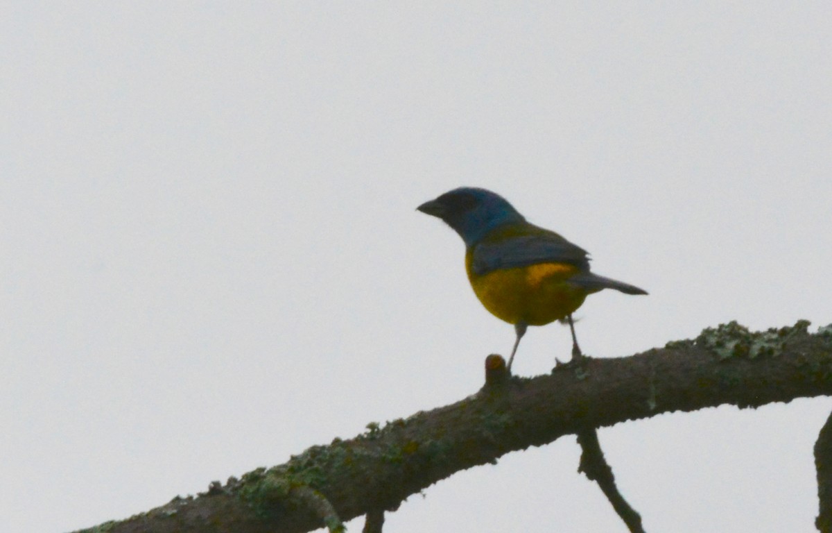 Blue-and-yellow Tanager - ML40346361