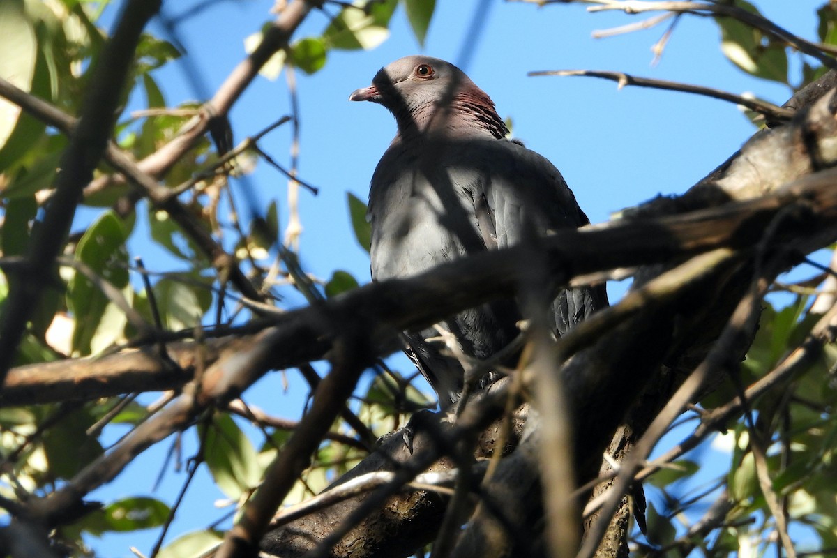 Scaly-naped Pigeon - ML403464271