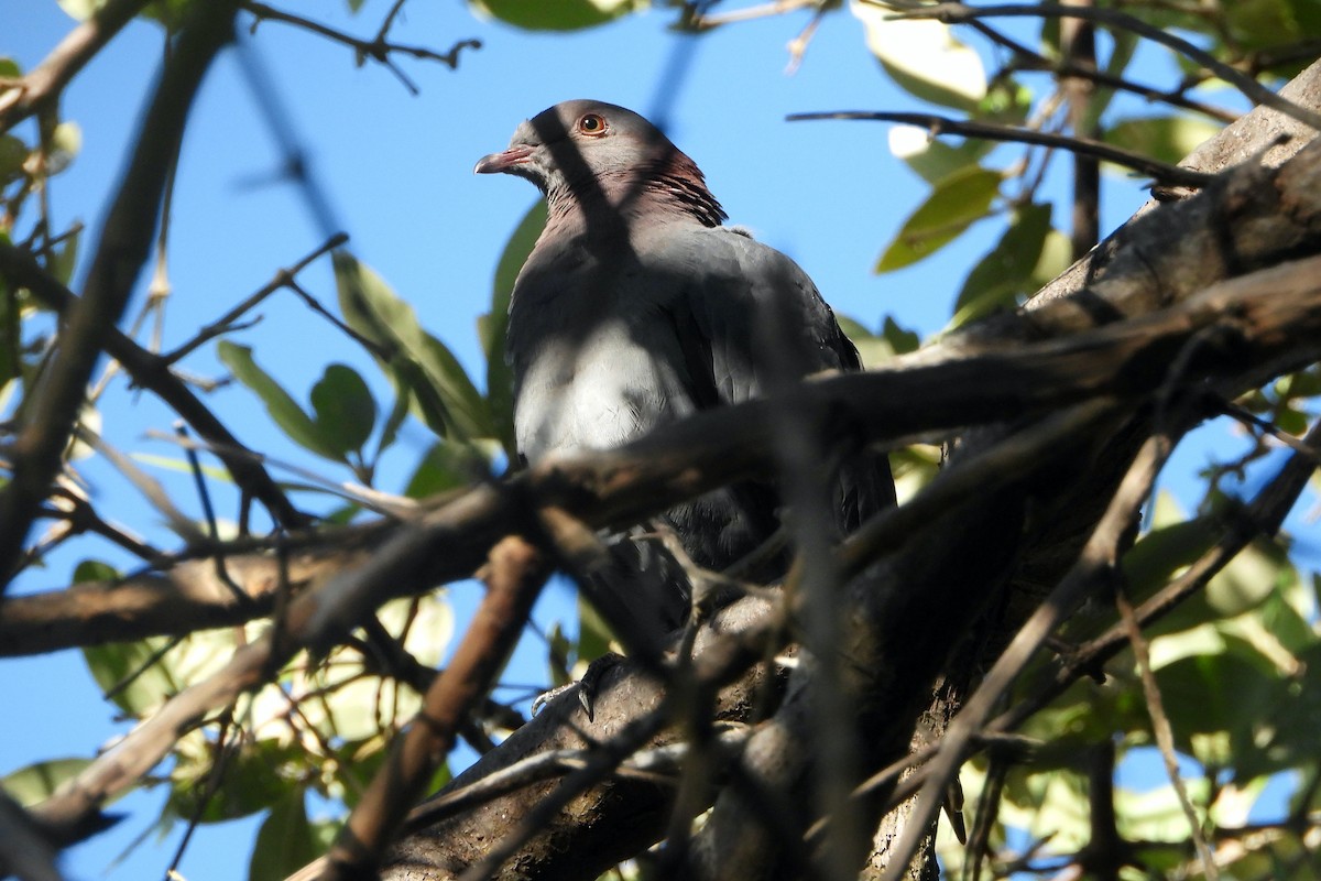 Scaly-naped Pigeon - ML403464301