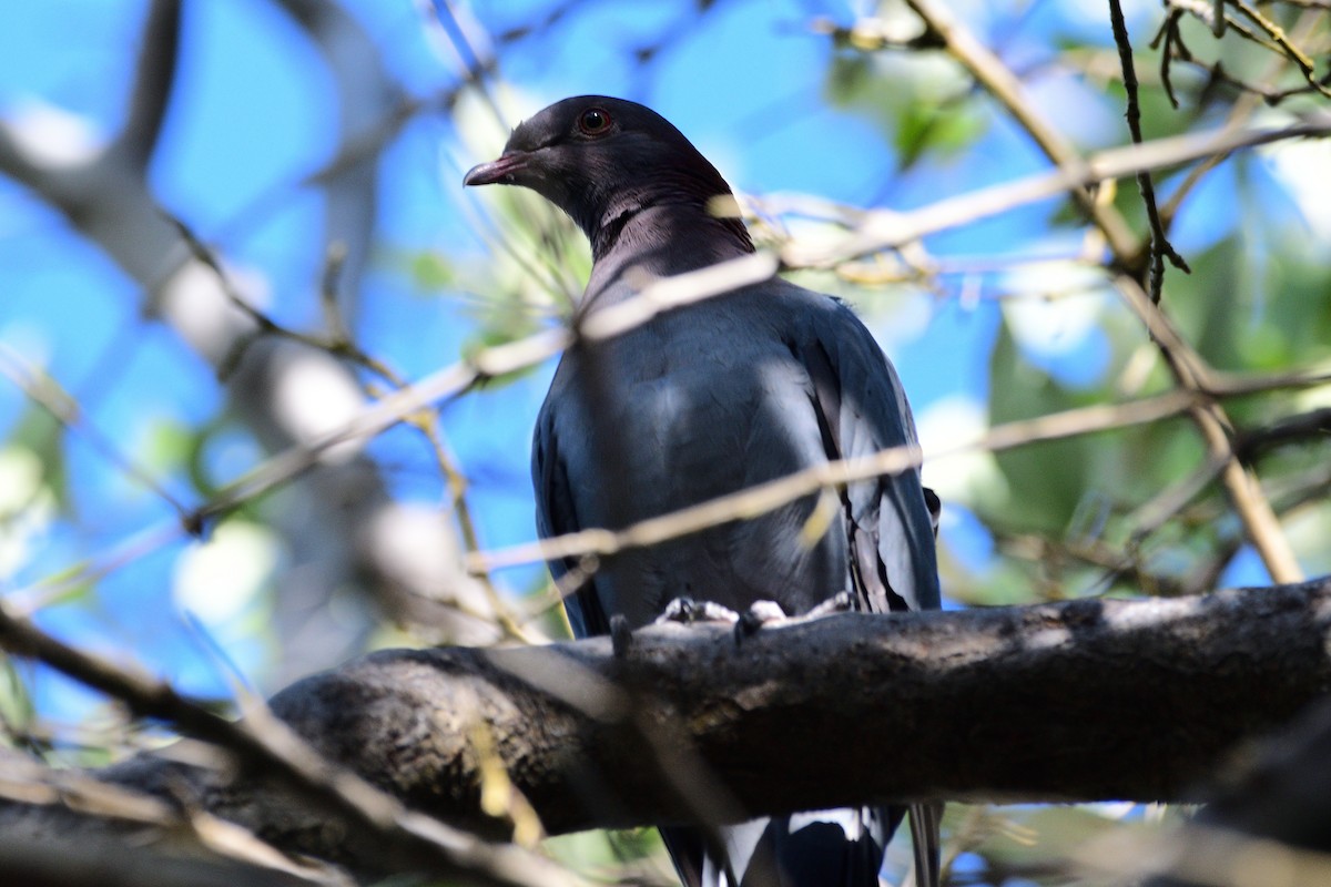Scaly-naped Pigeon - ML403464811