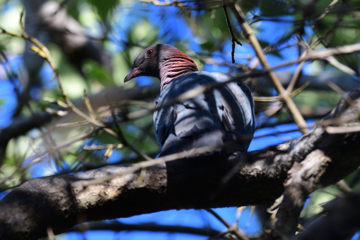 Scaly-naped Pigeon - ML403464821