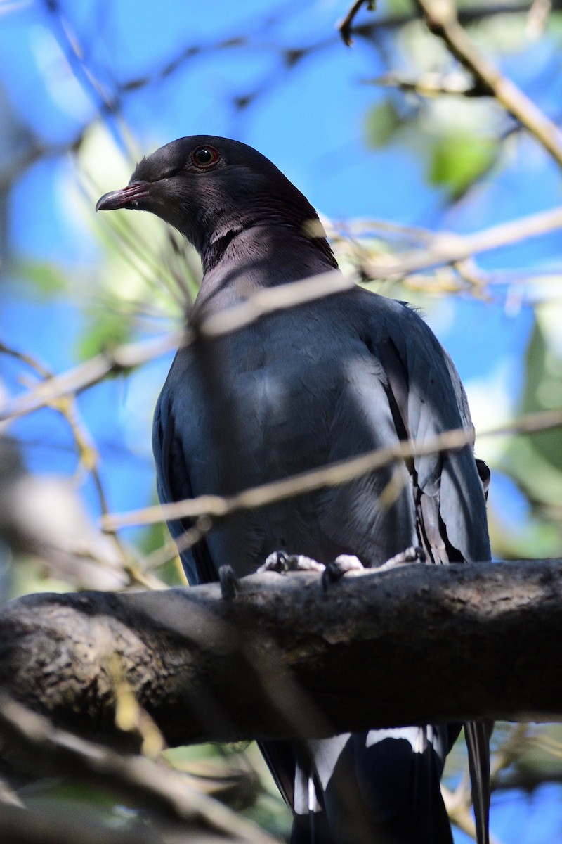 Scaly-naped Pigeon - ML403464841