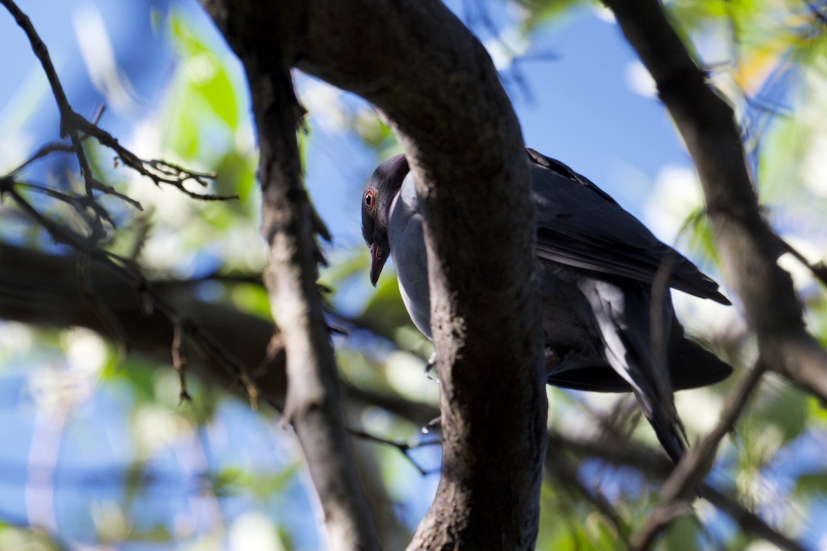 Scaly-naped Pigeon - ML403466061