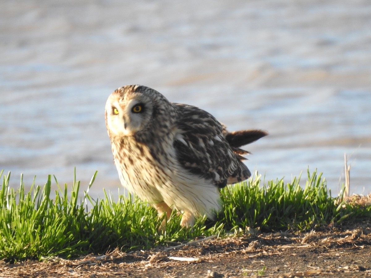 Short-eared Owl - ML403466491
