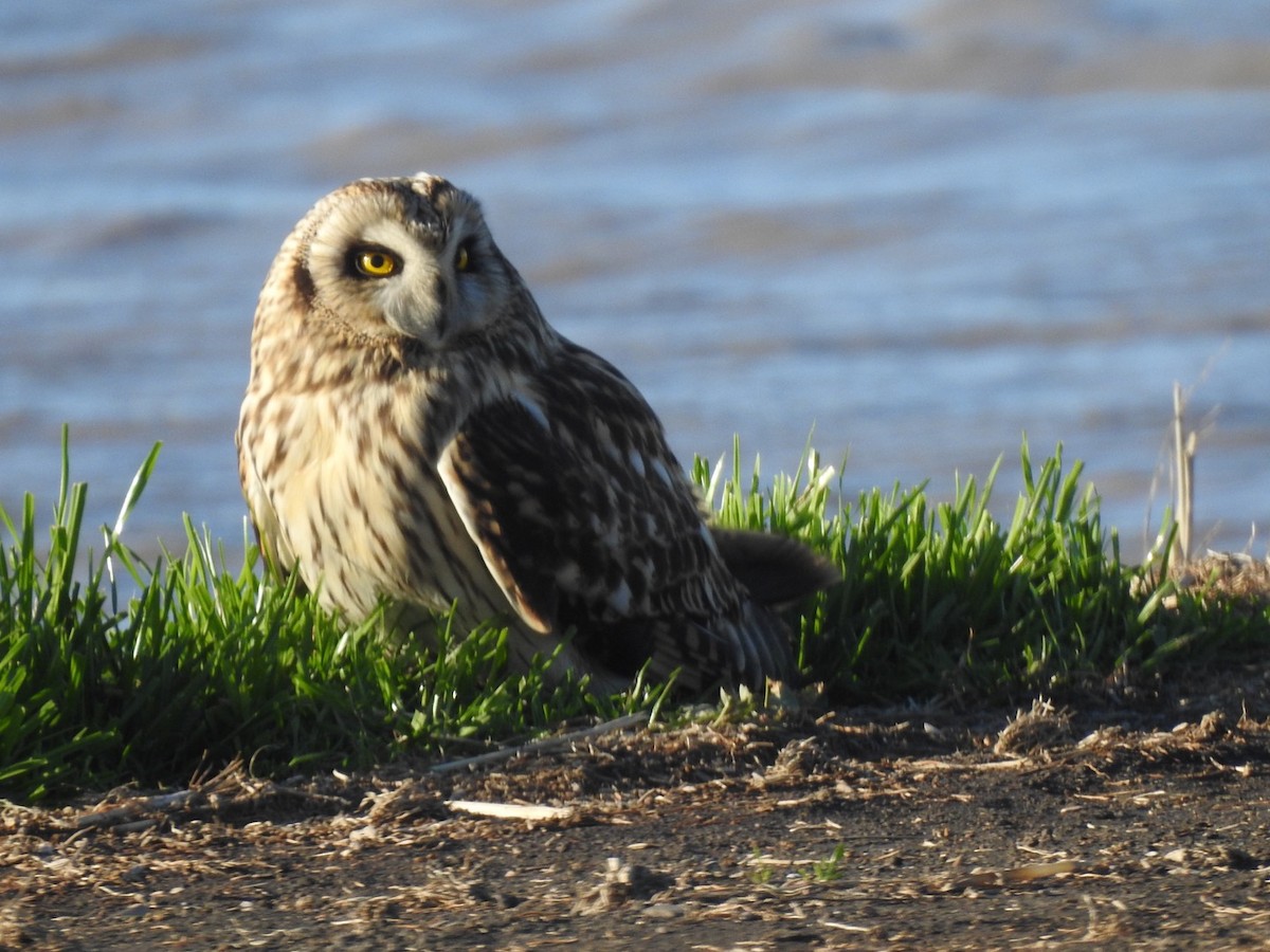 Short-eared Owl - ML403466511