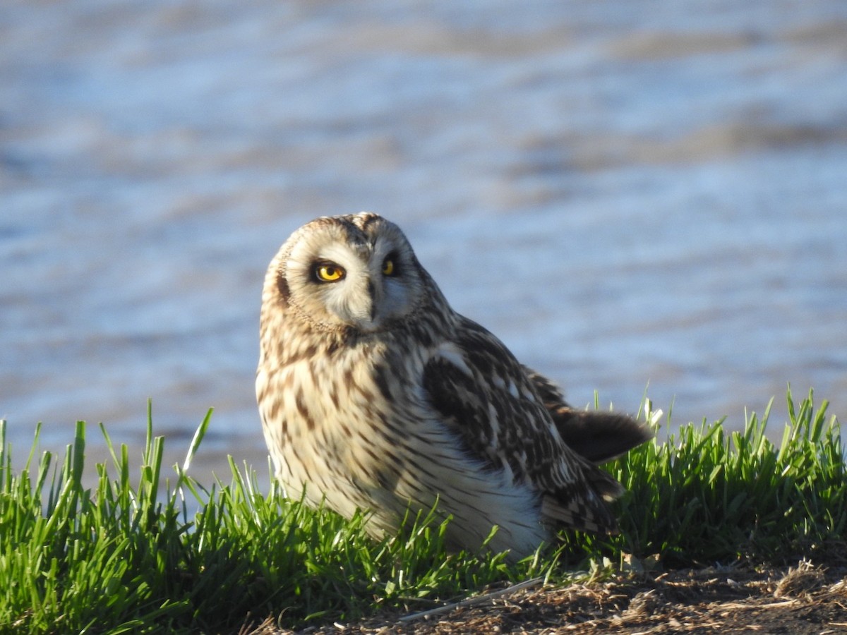 Short-eared Owl - ML403466561