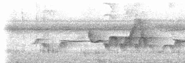 Gray-breasted Wood-Wren (bangsi) - ML403470991