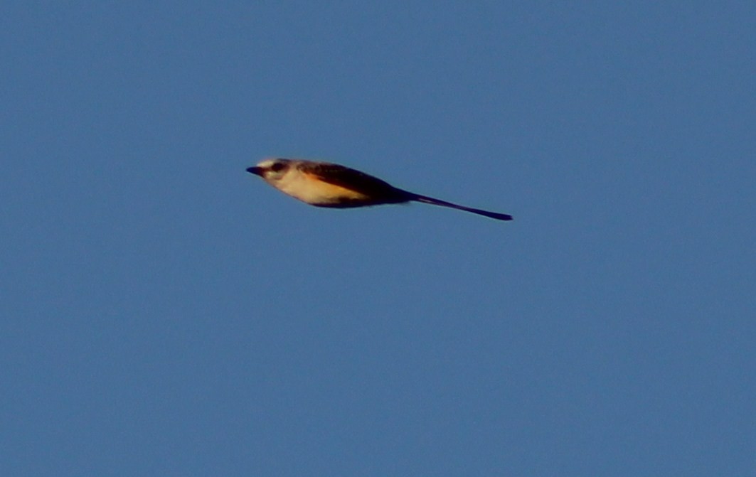 Scissor-tailed Flycatcher - ML403472761