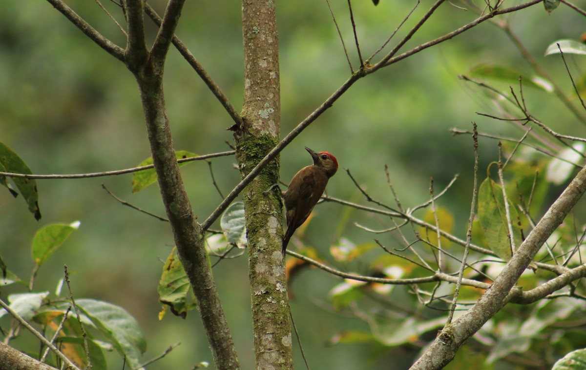 Smoky-brown Woodpecker - Jorge Novoa - CORBIDI