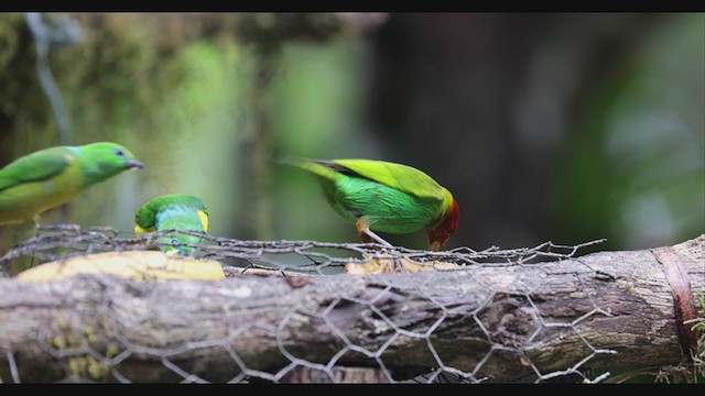 Bay-headed Tanager (Bay-and-green) - ML403479161