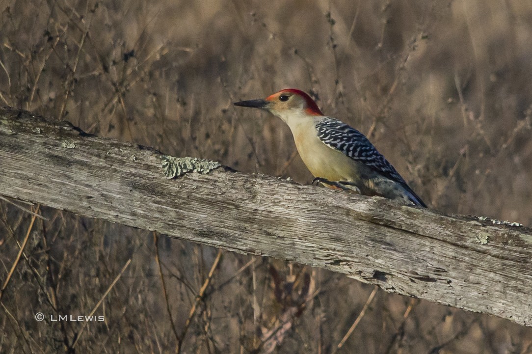 Red-bellied Woodpecker - Linda Lewis
