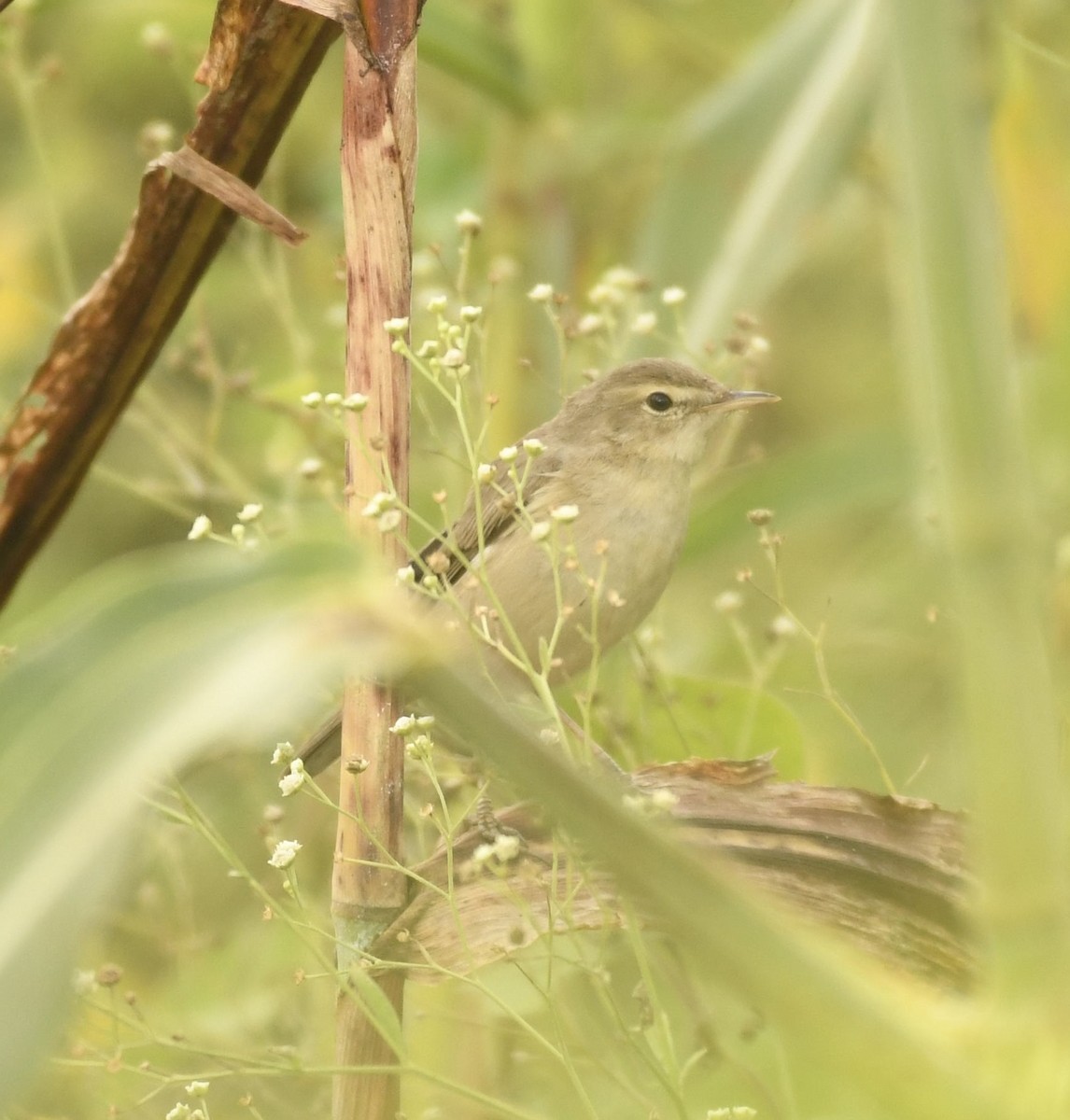 Booted Warbler - ML403484781