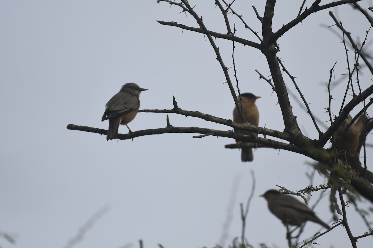 Chestnut-tailed Starling - ML403485621