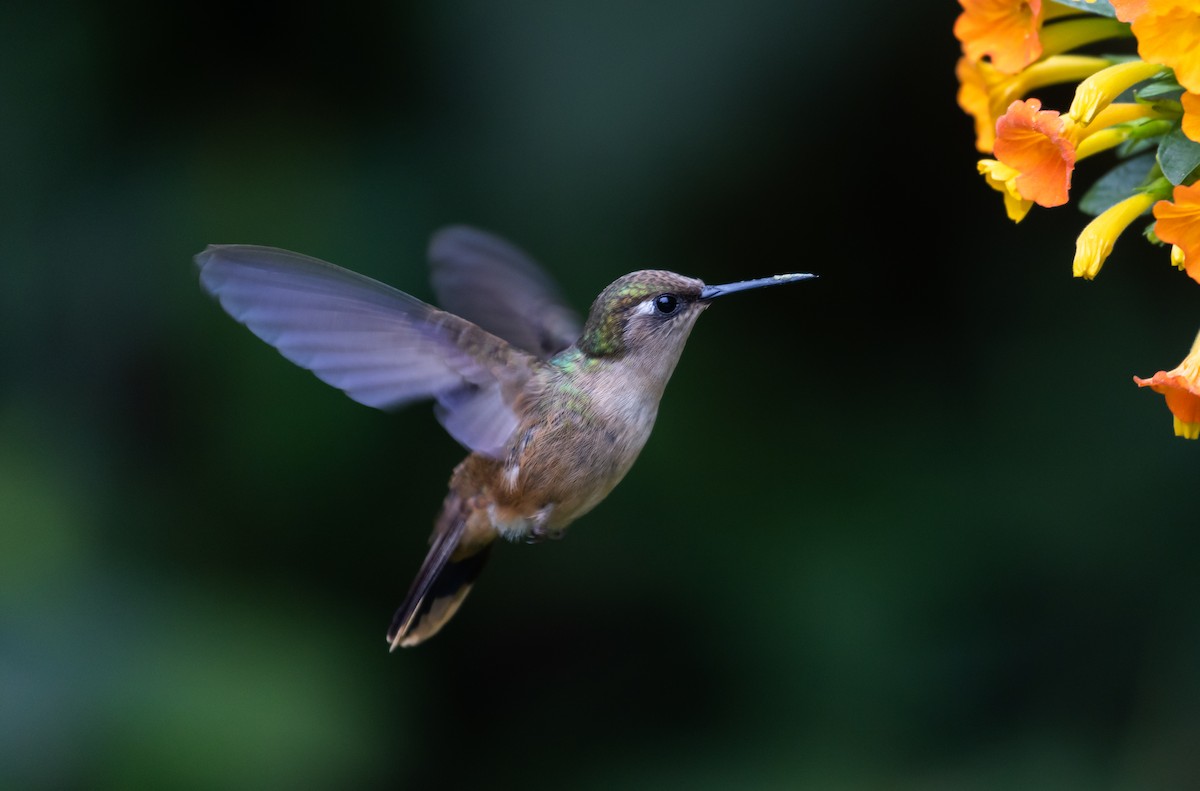 kolibřík hnědotemenný - ML403490071