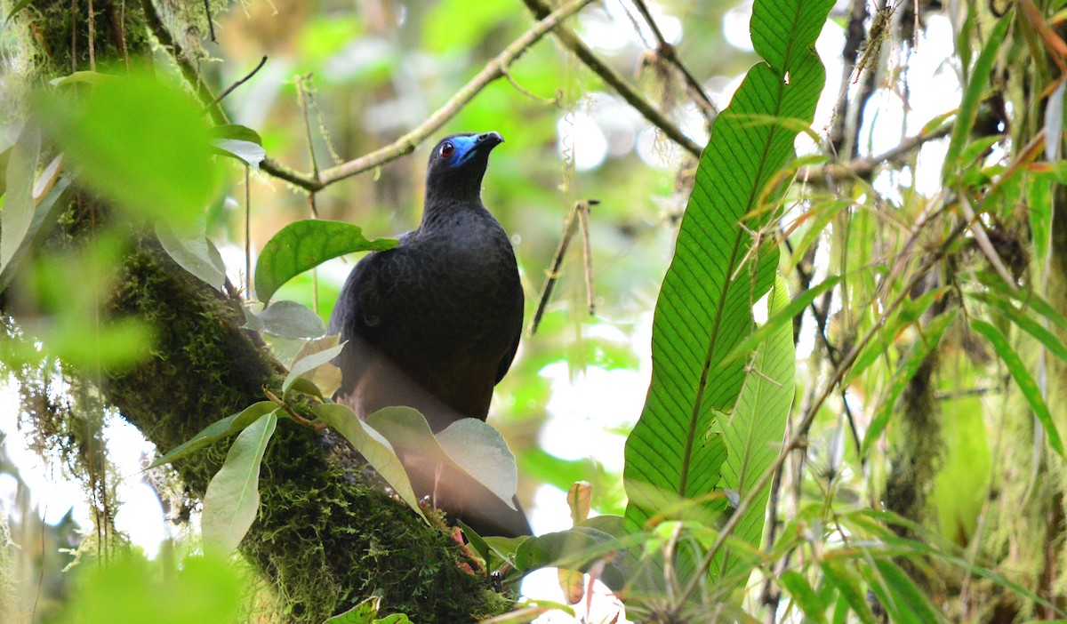 Sickle-winged Guan - ML40349761
