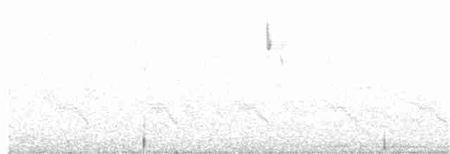 White-crested Tyrannulet (White-bellied) - ML403500961